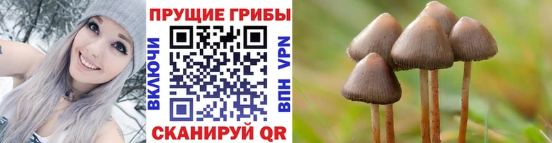 сколько стоит Рошаль Псилоцибиновые грибы Psilocybine cubensis